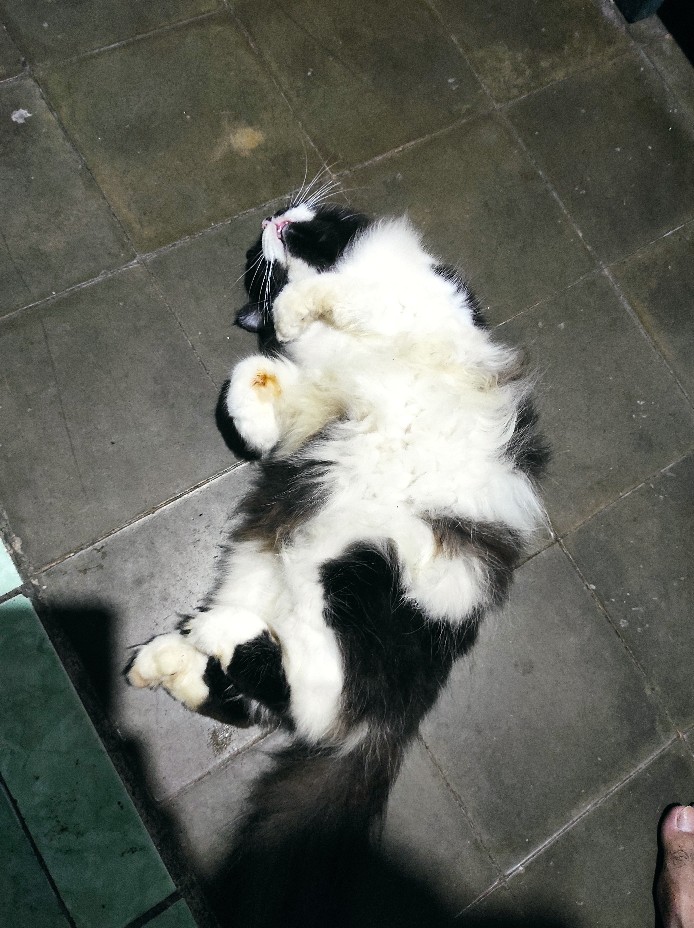 Cartridge Tank Voopoo Drag With Pnp Coil Authentic