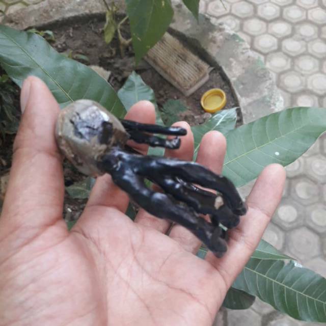 Gelang akar bahar hitam bonggol cabang 3