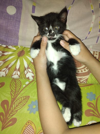 New Model Bunga Uang Mawar