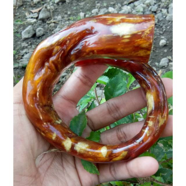 akar bahar merah bonggol