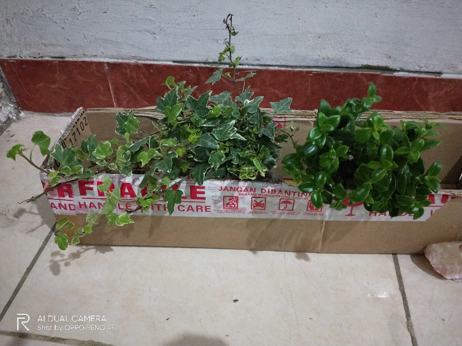 Bunga Gantung Lipstik Oranye