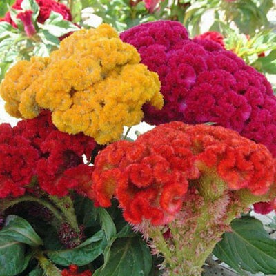 Benih-Bibit Bunga Celosia Crested Armor Mix (Haira Seed)