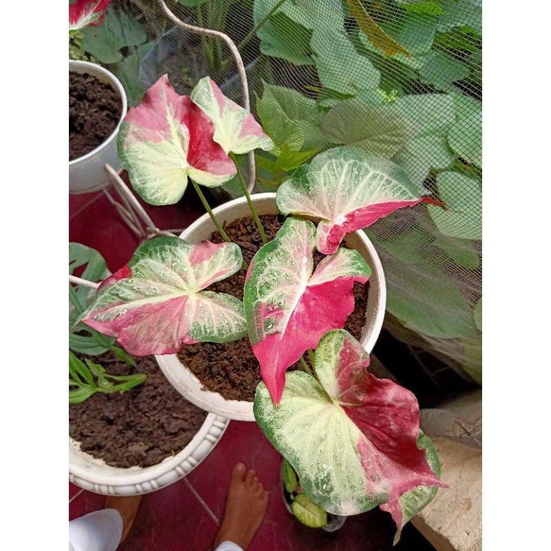 Keladi Tumpah Cat/ Caladium shycool