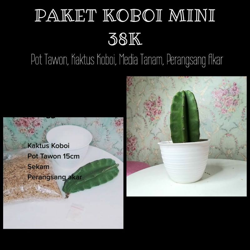 Paket Koboi Mini 38K Koboi Pot Sekam Penumbuh Akar