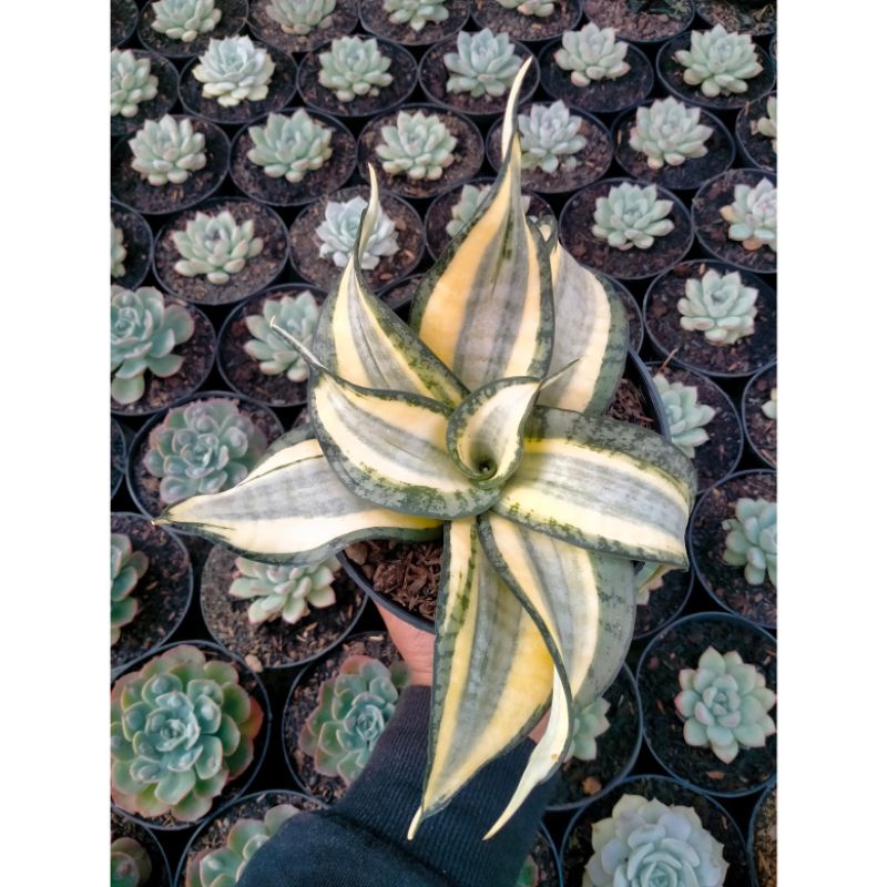 Sansevieria Golden Wendy Besar