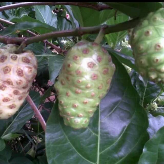 

Buah herbal buah mengkudu/pace/noni