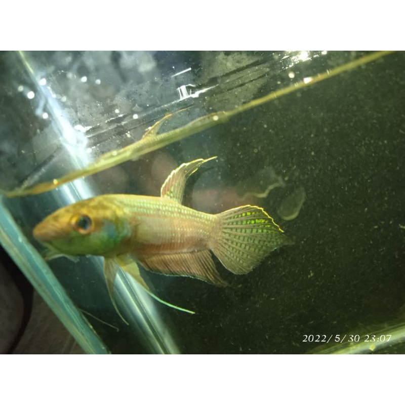 wild Betta cracen