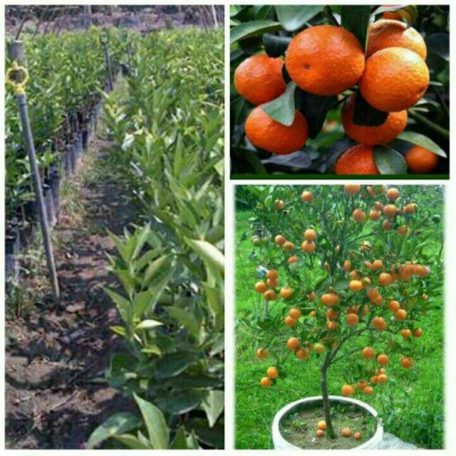 BIBIT JERUK MANDARIN OKULASI (COCOK DI TANAM POT)