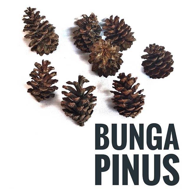  Kerajinan  Tangan Dari  Bunga Pinus  Kerajinan  Tangan