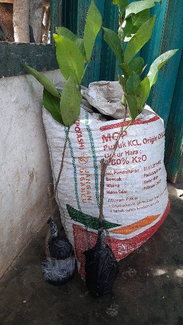 Bibit Jambu Air Madu Susu