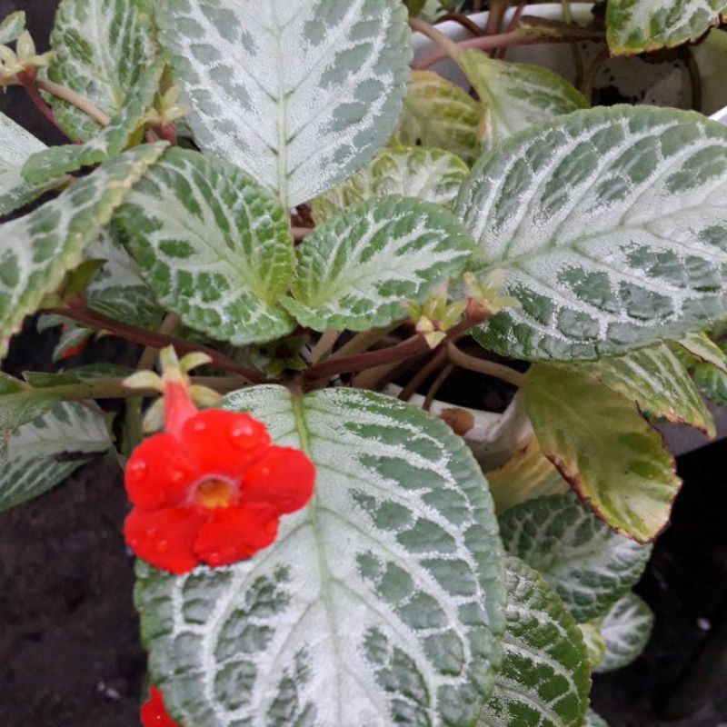 Tanaman Gantung Episcia