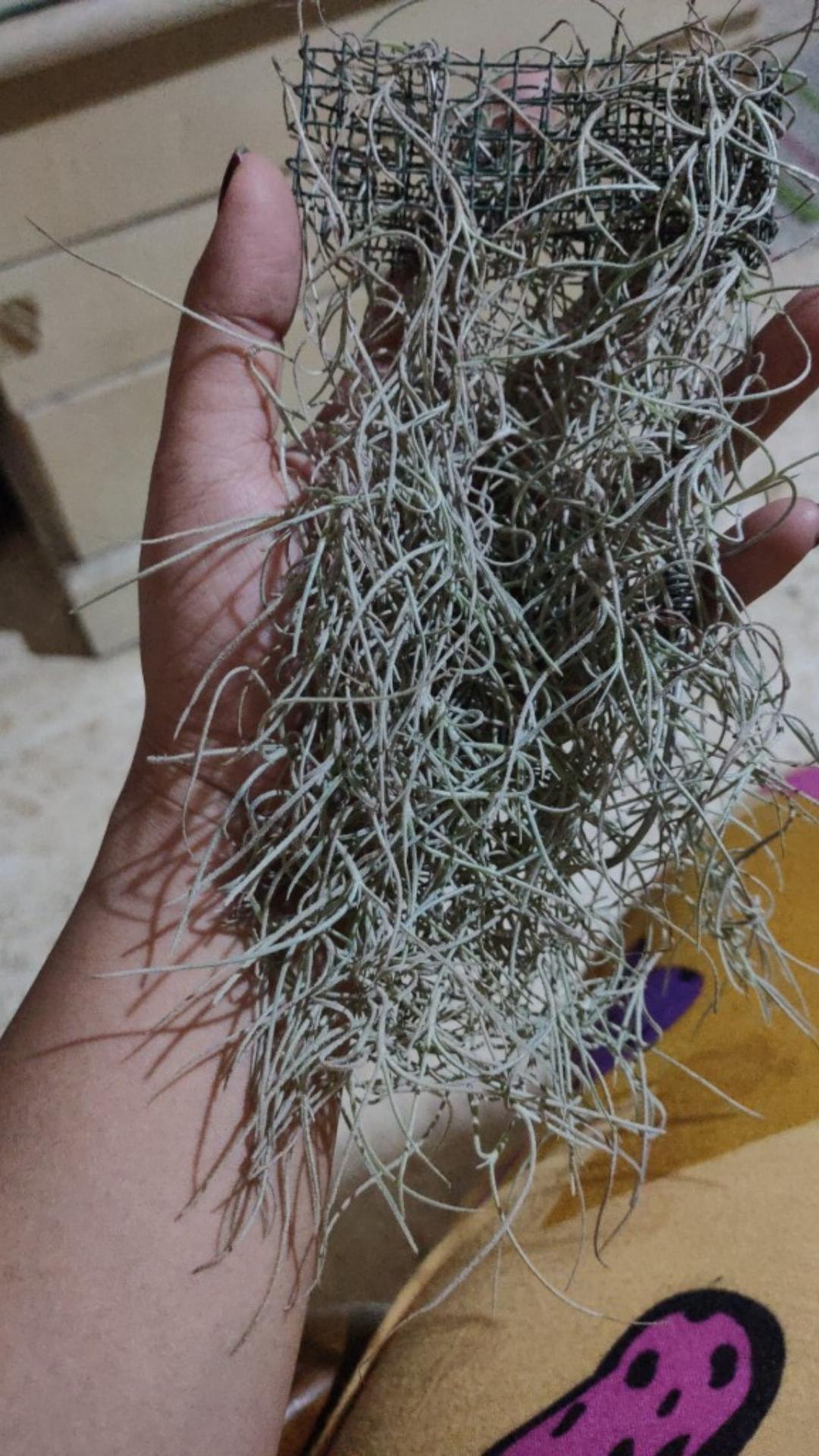 Tanaman Jenggot Musa Thilandsia Spanish Moss