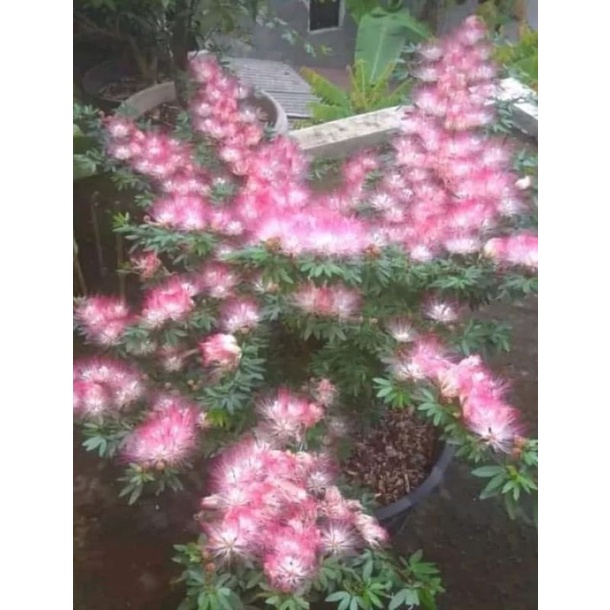 Kaliandra sulimaraja akulasi cangkok