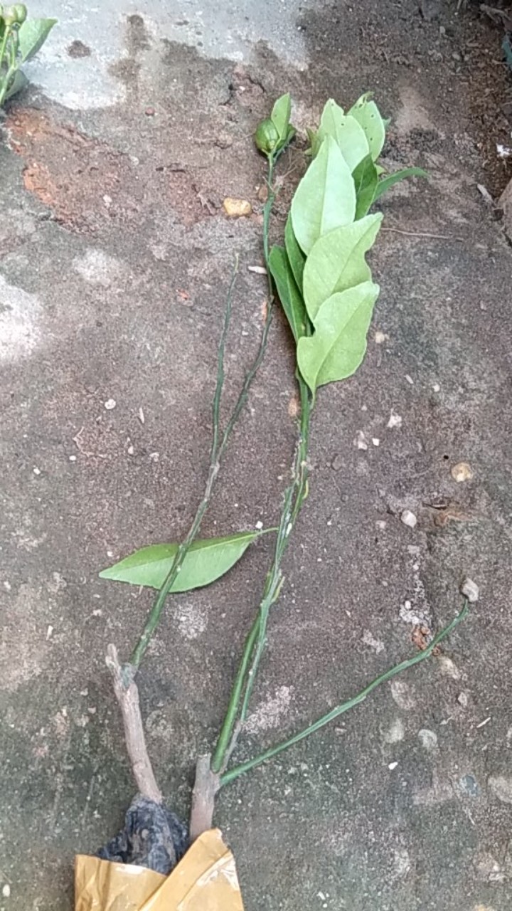 Bibit Tanaman Buah Jeruk Santang Madu Berbuah