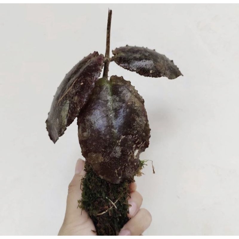 Hoya Undulata Red Panu