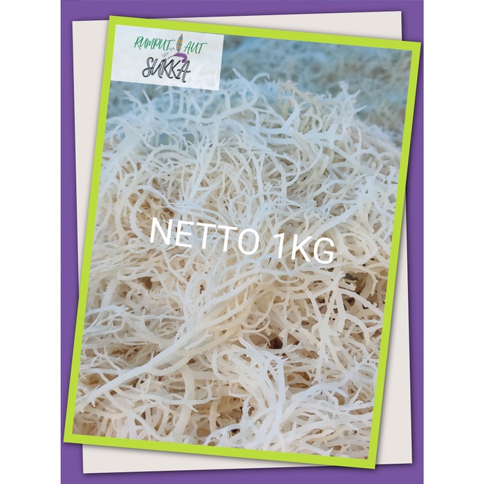 

NEW RUMPUT LAUT KERING 1KG PUTIH BERSIH SEGAR GROSIR