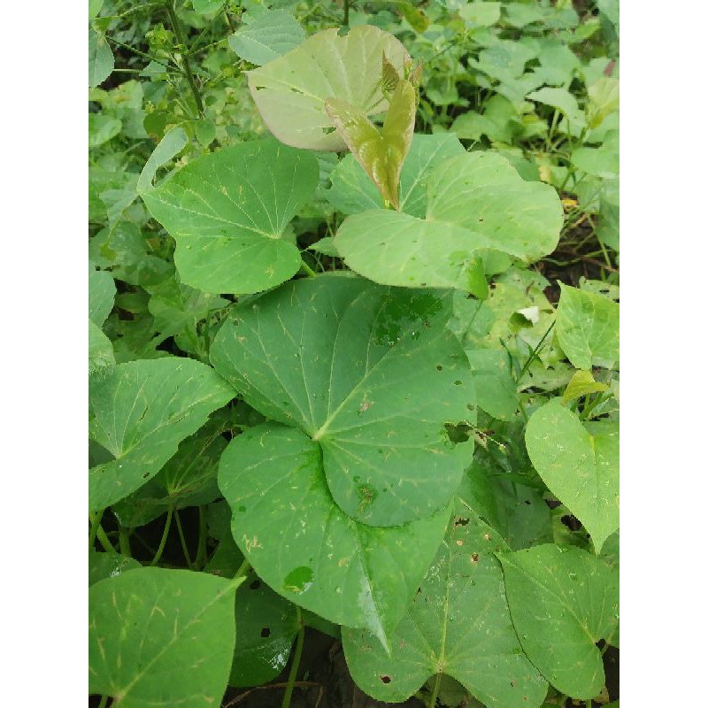 

Daun ubi muda perikat