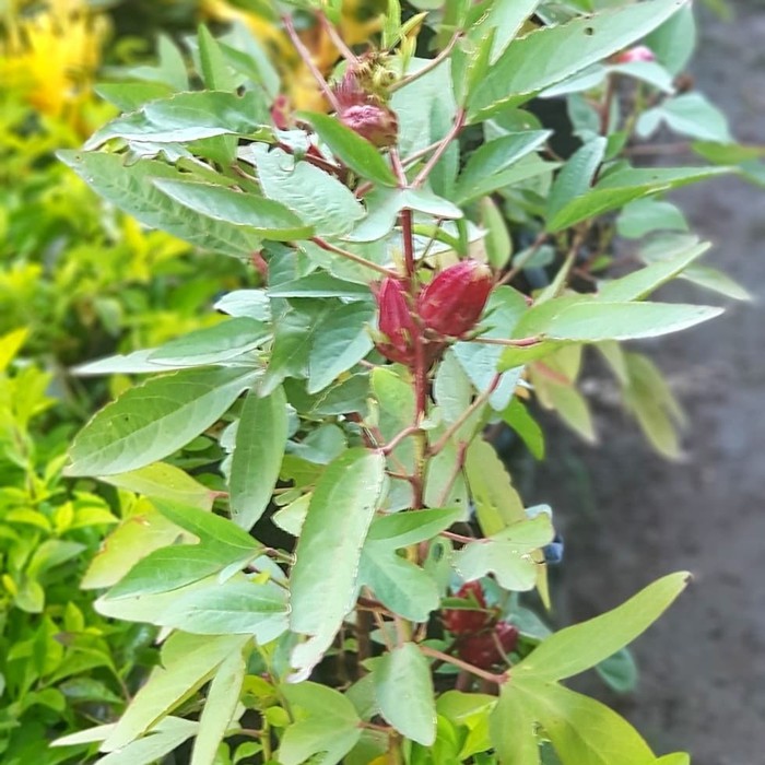 bibit Rosella | tanaman rosella | jual rosella di makassar