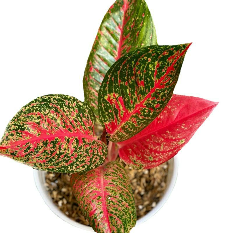 aglonema tiara merah red tiara baby anakan real pict real picture foto asli