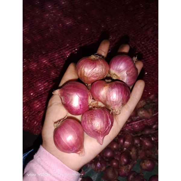 

bawang merah super