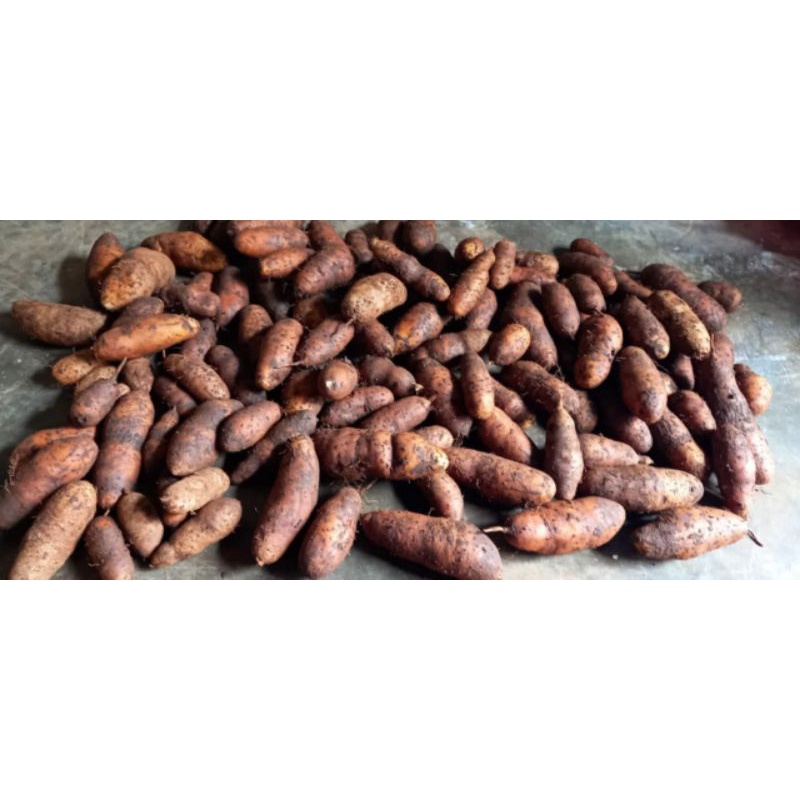 

Gembili / Gembili Ketan / Mbili / Bili / Ubi Gembili