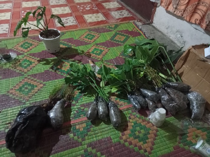 Tanaman Hias Gantung Pohon Sirih Gading Koin / Njoy