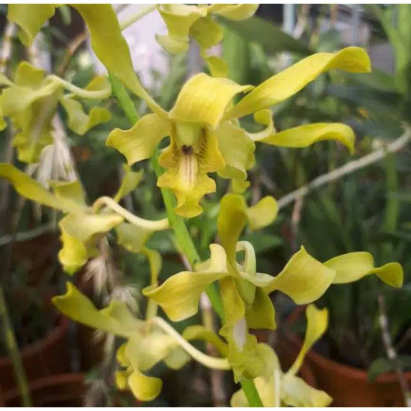 Seedling Anggrek Dendrobium Caesar Green