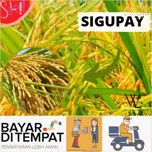 Benih Bibit Padi Sigupay UA 12 Batuta 5kg Berkualitas