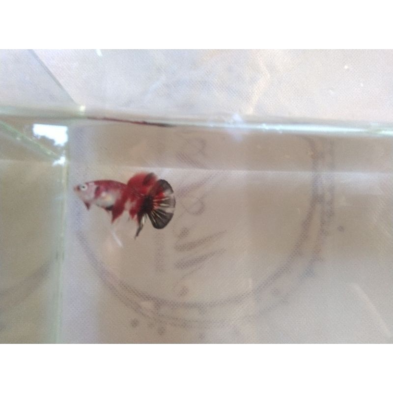 ikan cupang hmpk red koi cooper