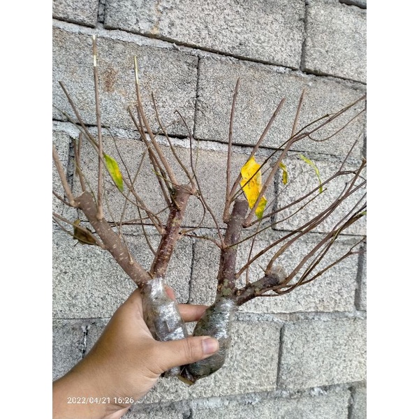 cangkok Anting putri