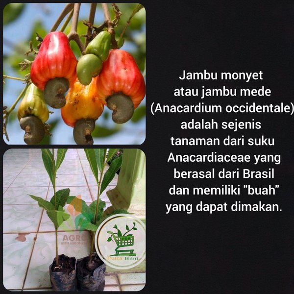 Bibit Pohon Jambu Mete - Buah Jambu Mete - Tanaman Jambu Monyet