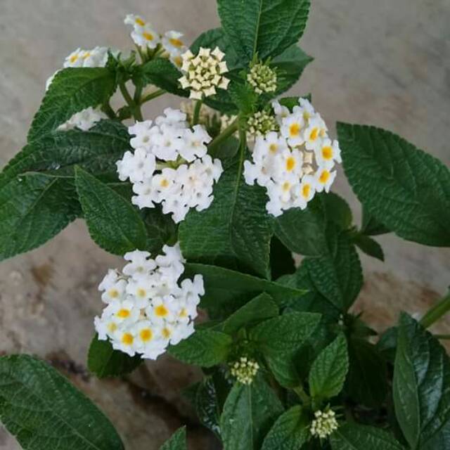 

Lantana