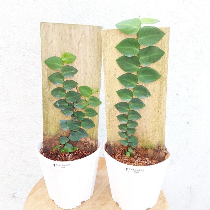 Stek tanaman rambat dolar besar creeper menempel (Rhaphidophora hayi)