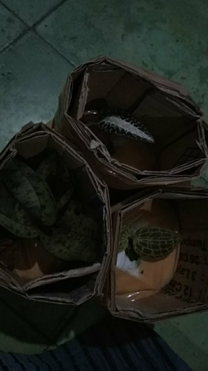 Jewel Orchid Nephelaphyllum Red Promo Bonus Pot