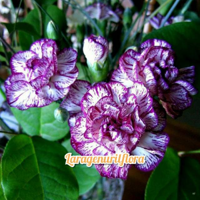 

Bibit Bunga Kamboja adenium Jepang,MARIANAVIBU