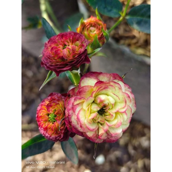 MAWAR IMPORT DRAGON BALL