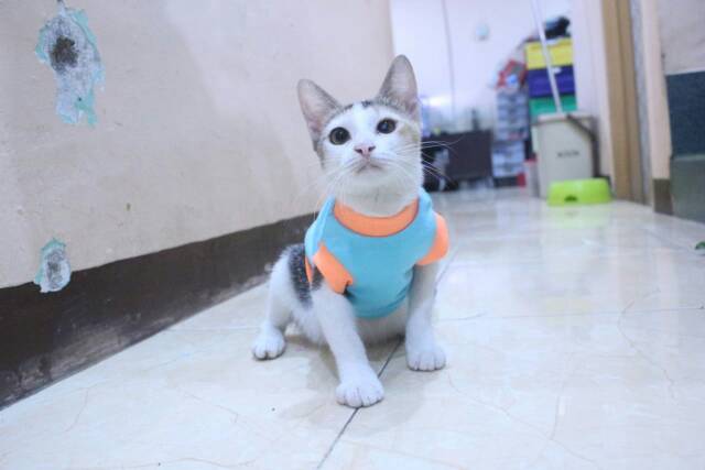 Kaos ucansee lucu untuk kucing dan anjing lucu / baju kucing murah size S-XL