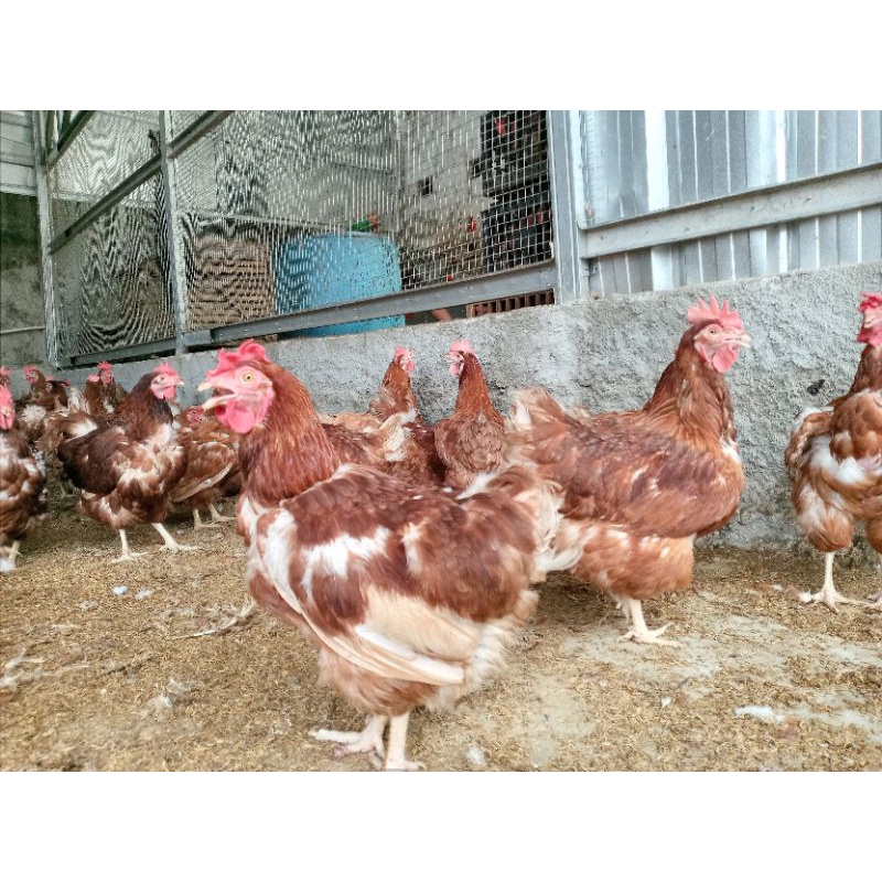 

ayam merah promo murah berat hidup rataan STANDAR 1.8 sd 2kg per ekor /ayam kampung/ayam petelor/daging ayam