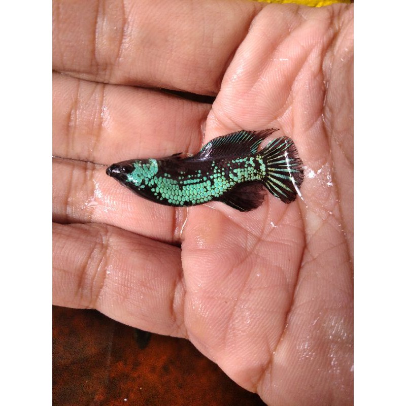 Grosir Cupang Green Samurai