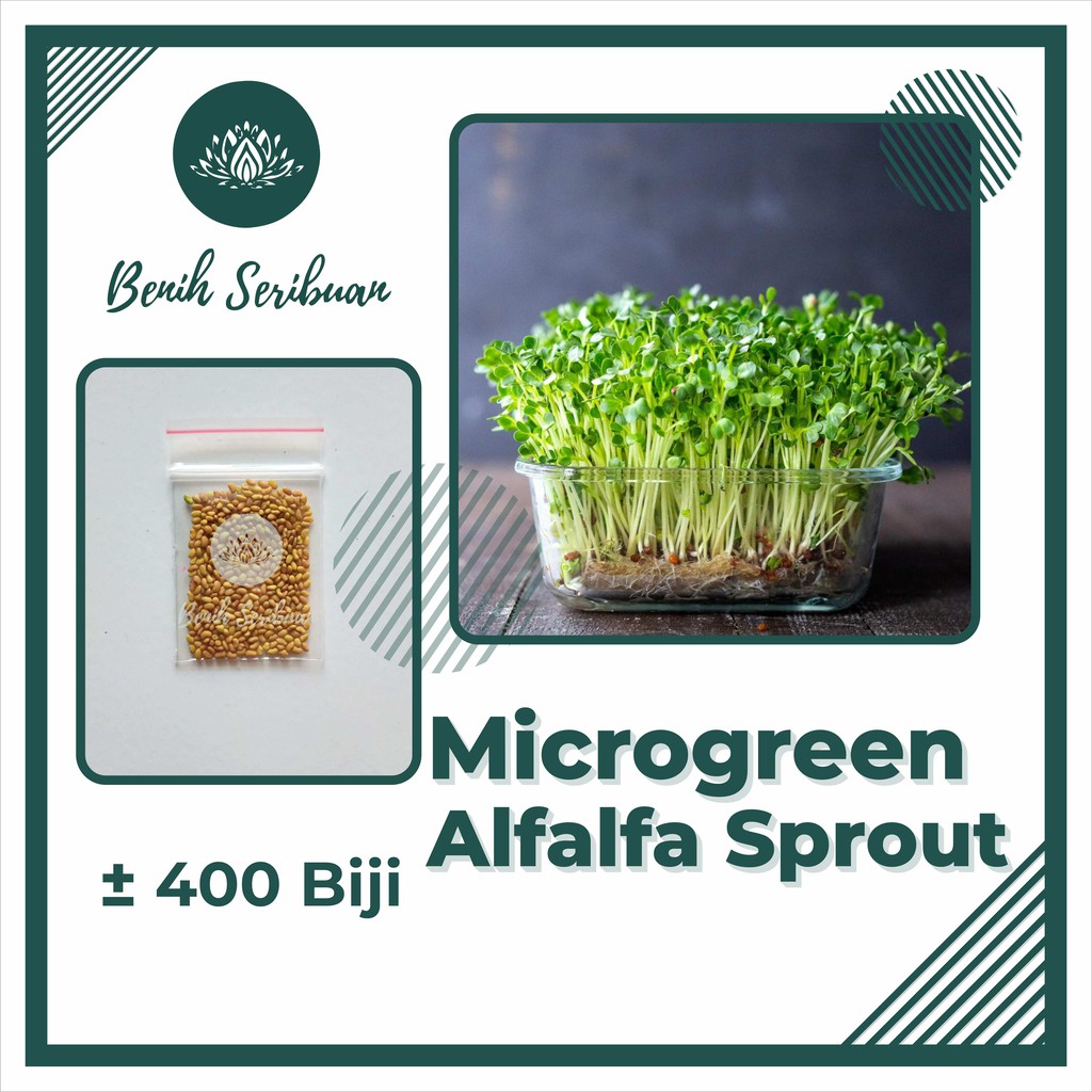 BS-BYL Benih Microgreen Sayur Organik Sprout Seed Bibit Sayuran Microgreens Alfalfa Broccoli Bok Pak Choy Red Cabbage Radish dll-MG - ALFALFA