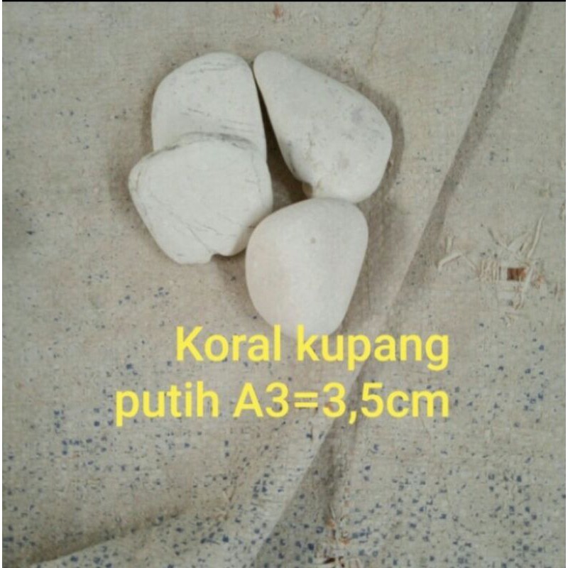 Batu Koral Kupang Putih Isi 12kg
