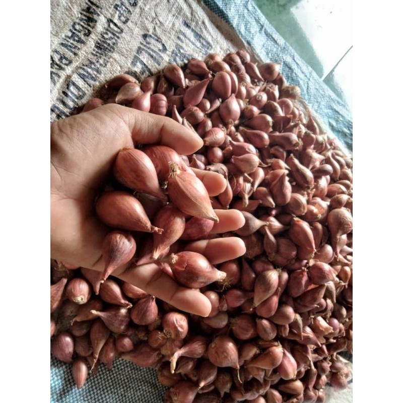 

Bawang Asli brebes berkualitas