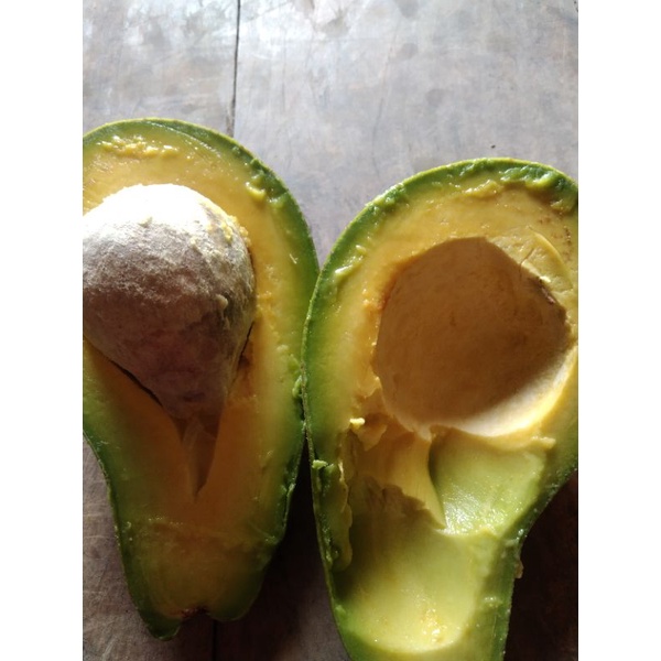 bibit apokat aligator