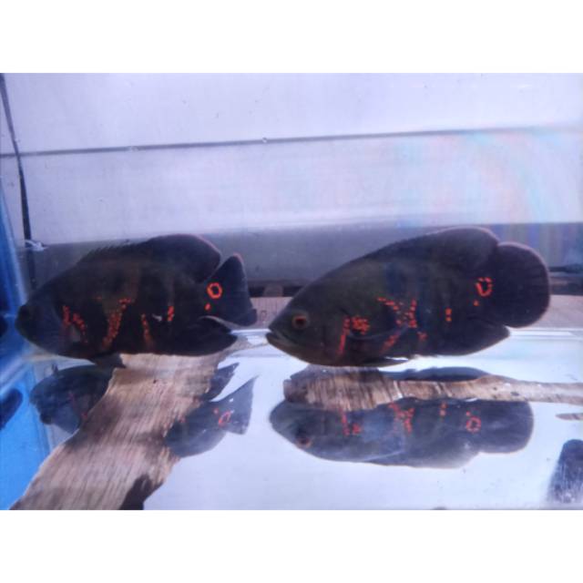 Ikan Oscar Tiger/Batik