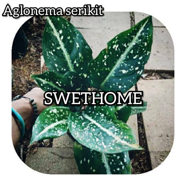 Tanaman hias aglonema srikit aglonema putri salju srikit salju