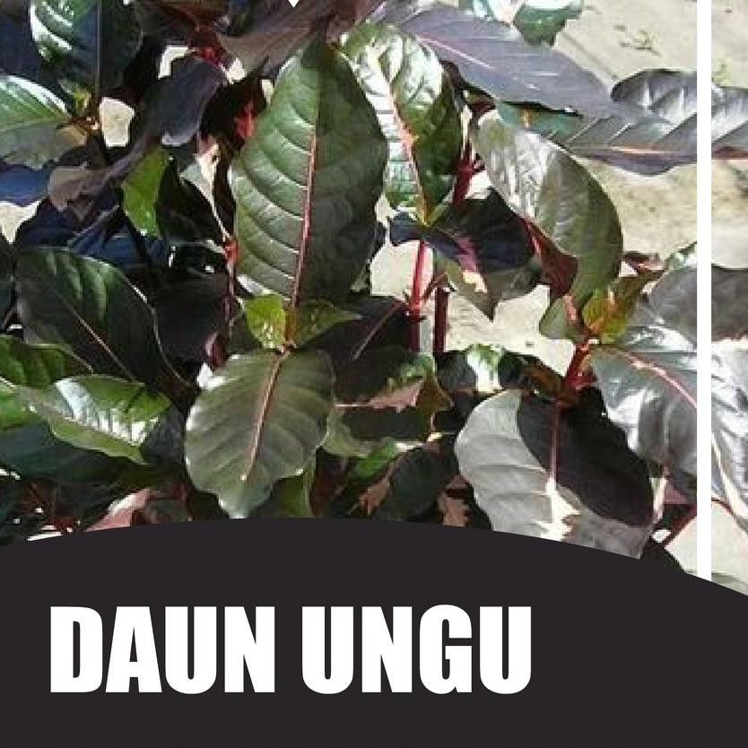 

Gratis Ongkir!! (joq-655) Daun Ungu Segar 50 Lembar