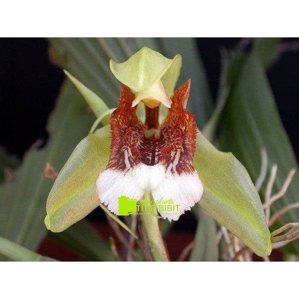 anggrek berbunga spesies coelogyne speciosa