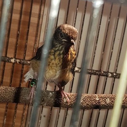 MURAI BATU MEDAN TROTOL