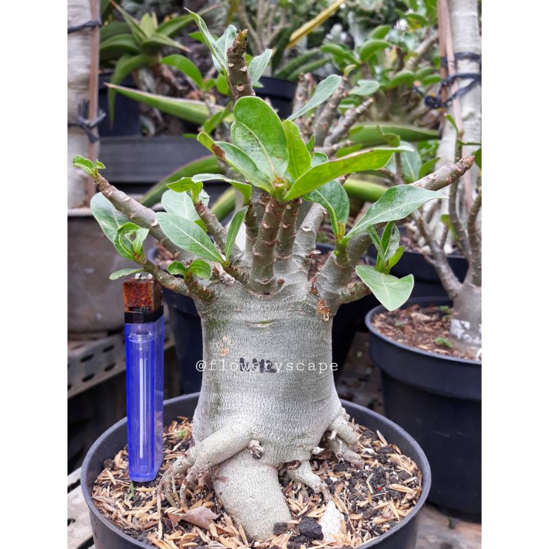 Adenium khz |4