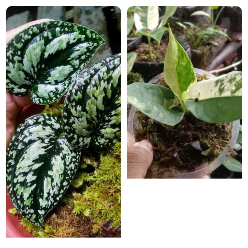 Homalomena var dan scindasus tri color